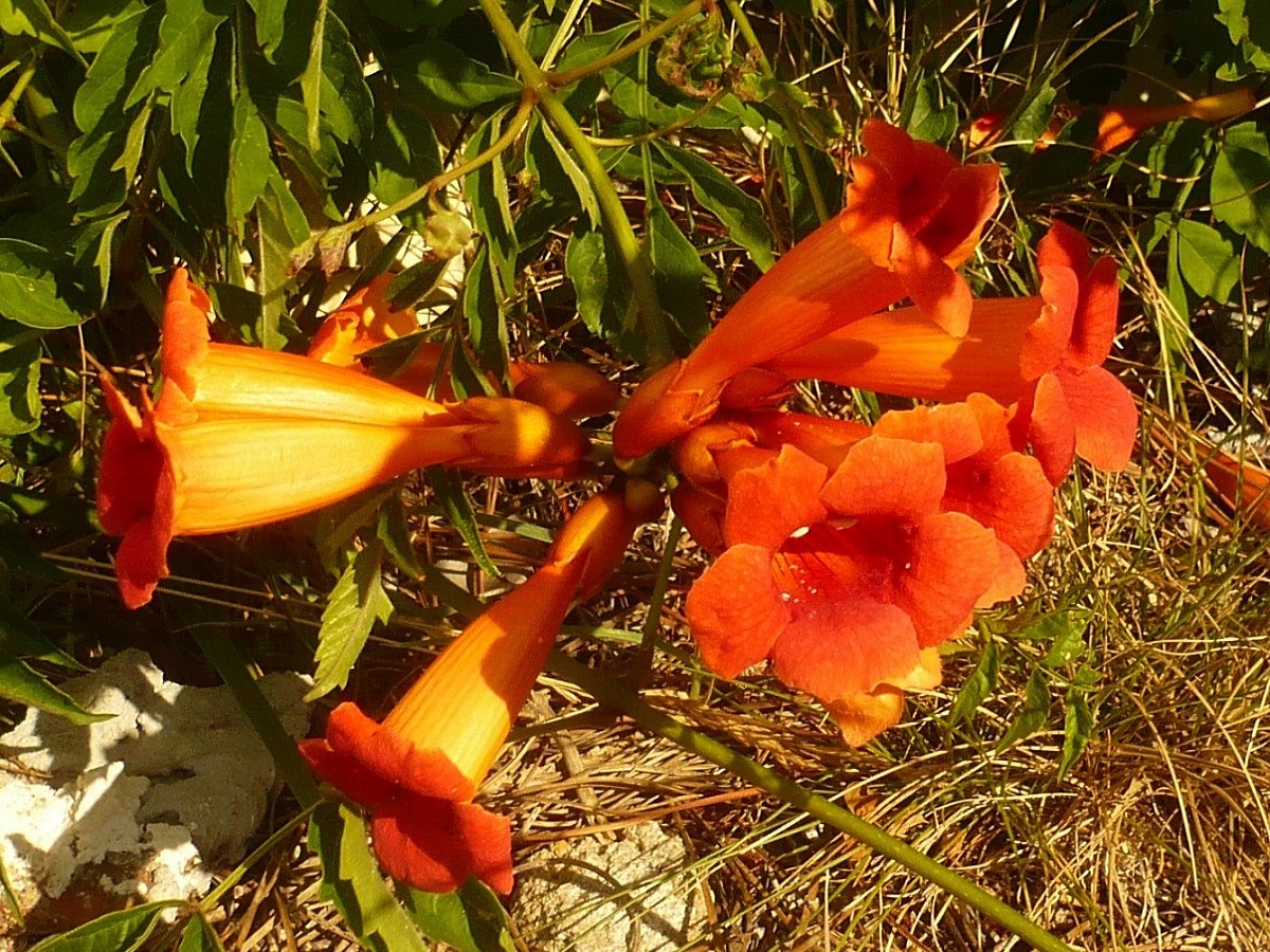 Campsis radicans (Bignoniaceae)